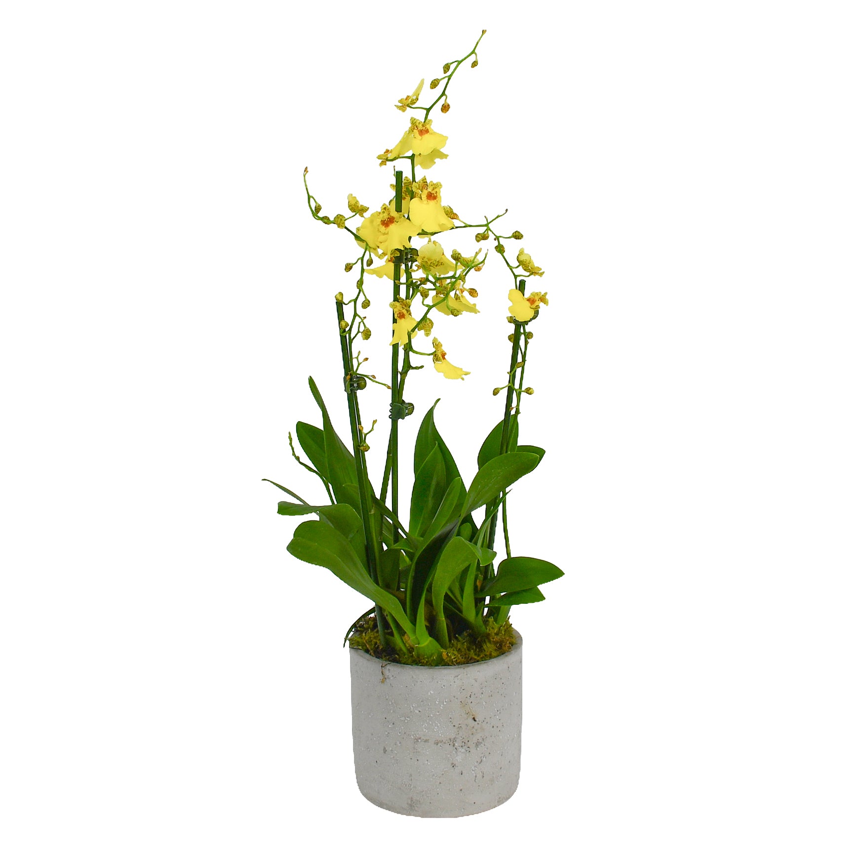 Oncidium Orchids
