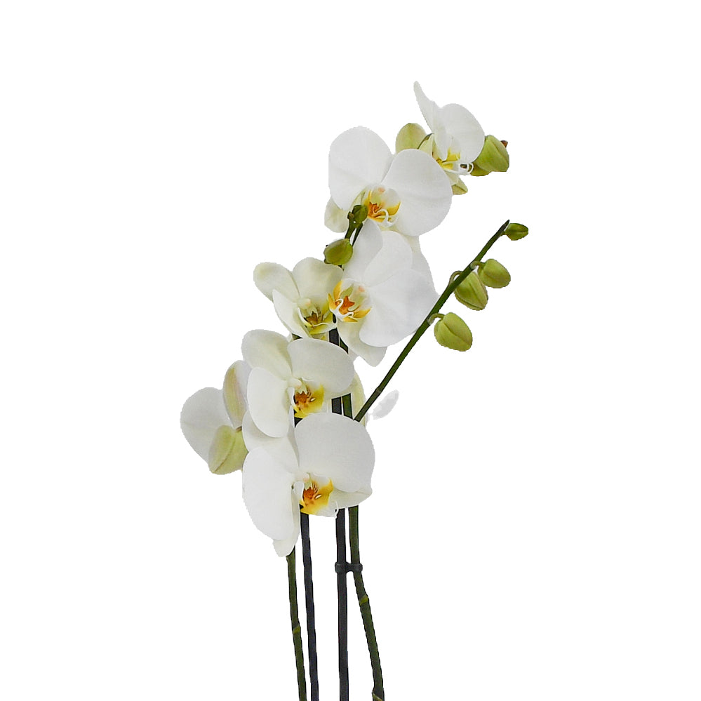 Large White Orchids