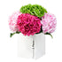 Bold & Bright Hydrangea Flowers & Plants Co