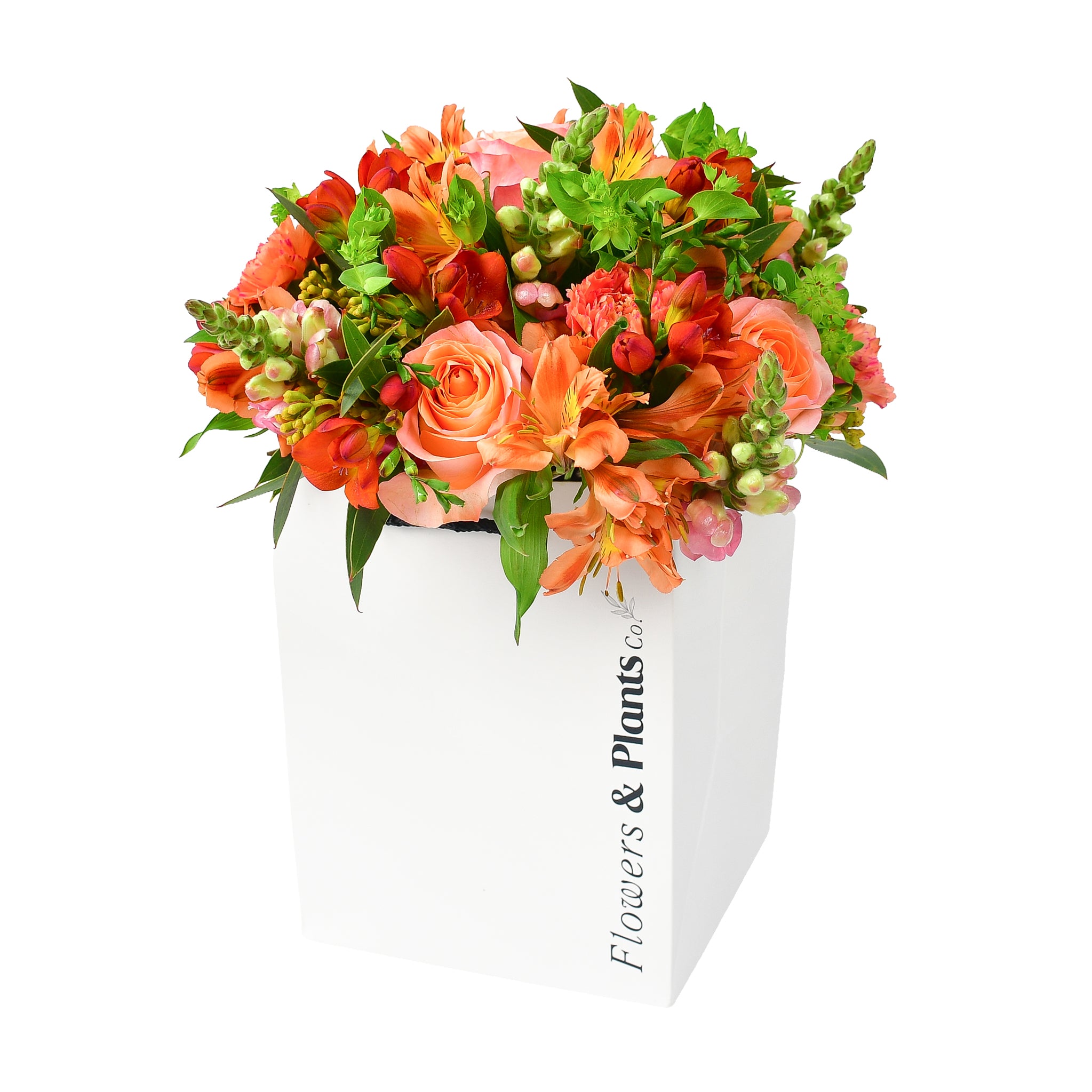 Snapdragon Flowers & Plants Co