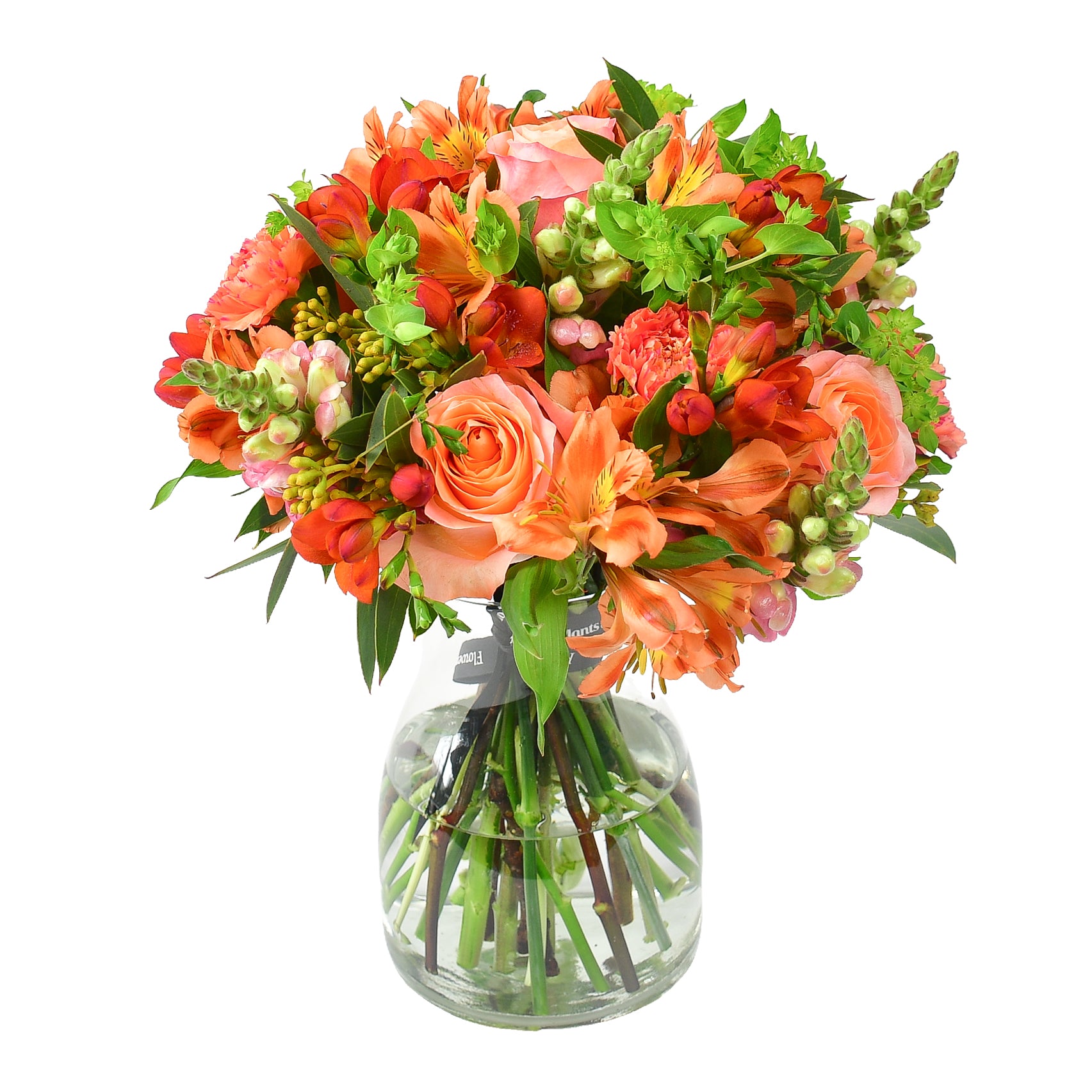 Snapdragon Flowers & Plants Co