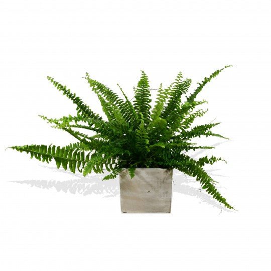 Boston Fern - Flowers & Plants Co
