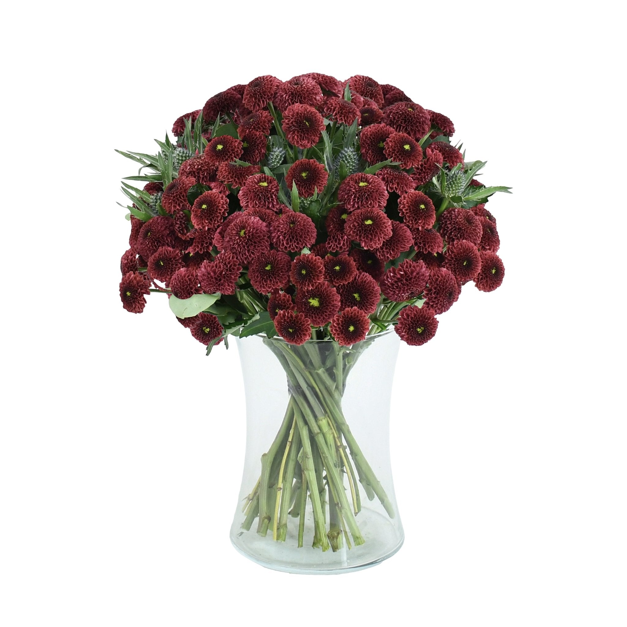 Caledonian Flame - Flowers & Plants Co