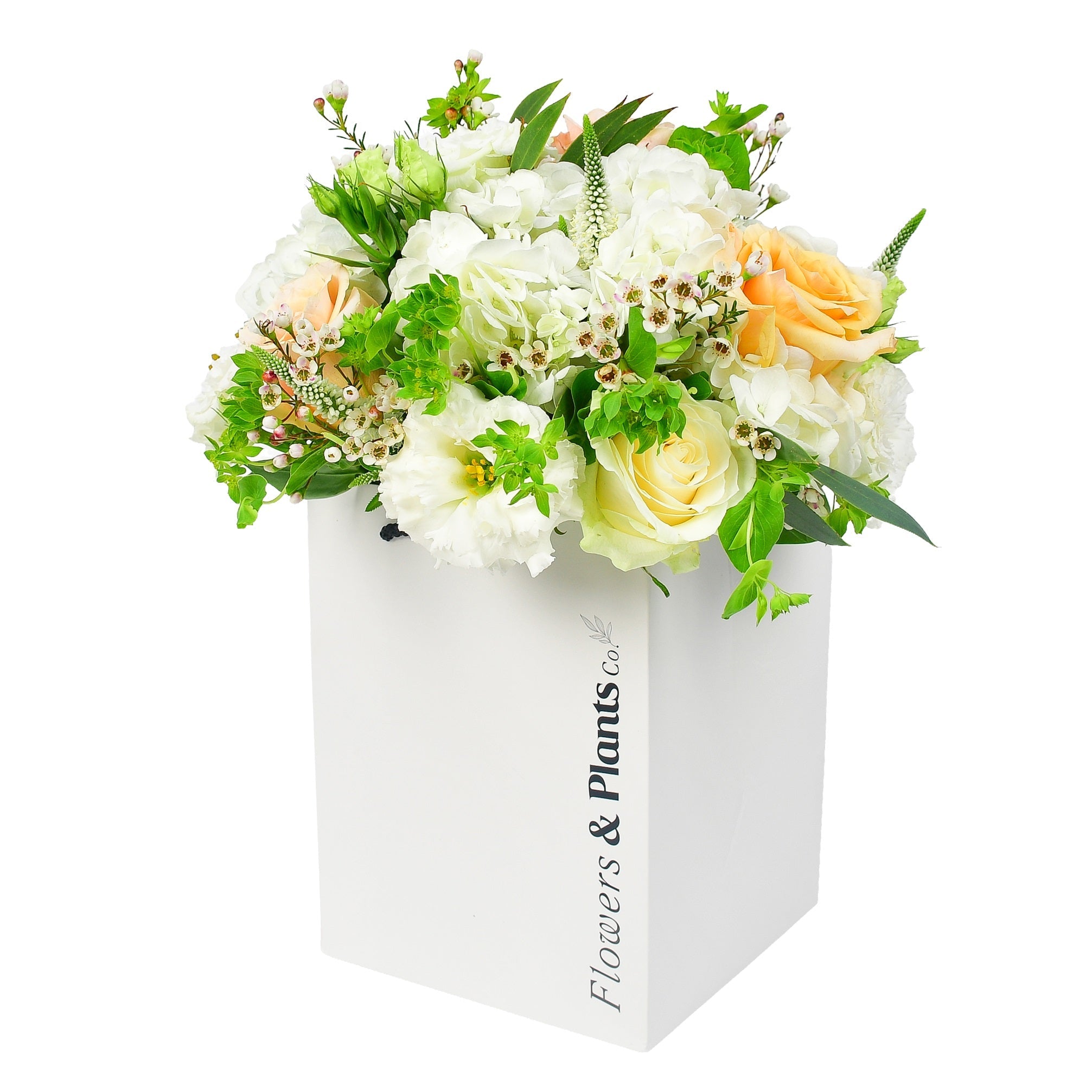 Daisy Chain - Flowers & Plants Co