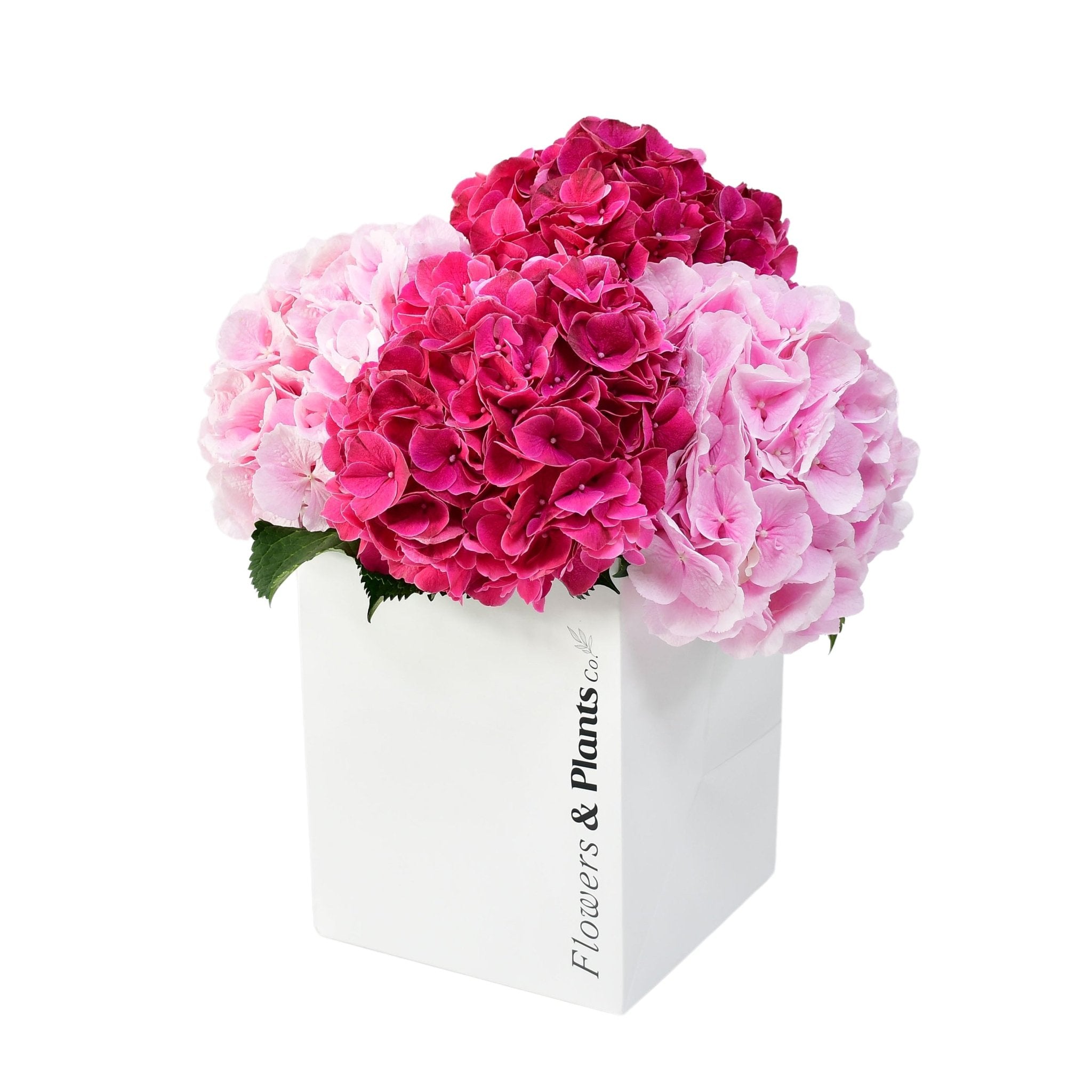Just for You - Flowers & Plants Co