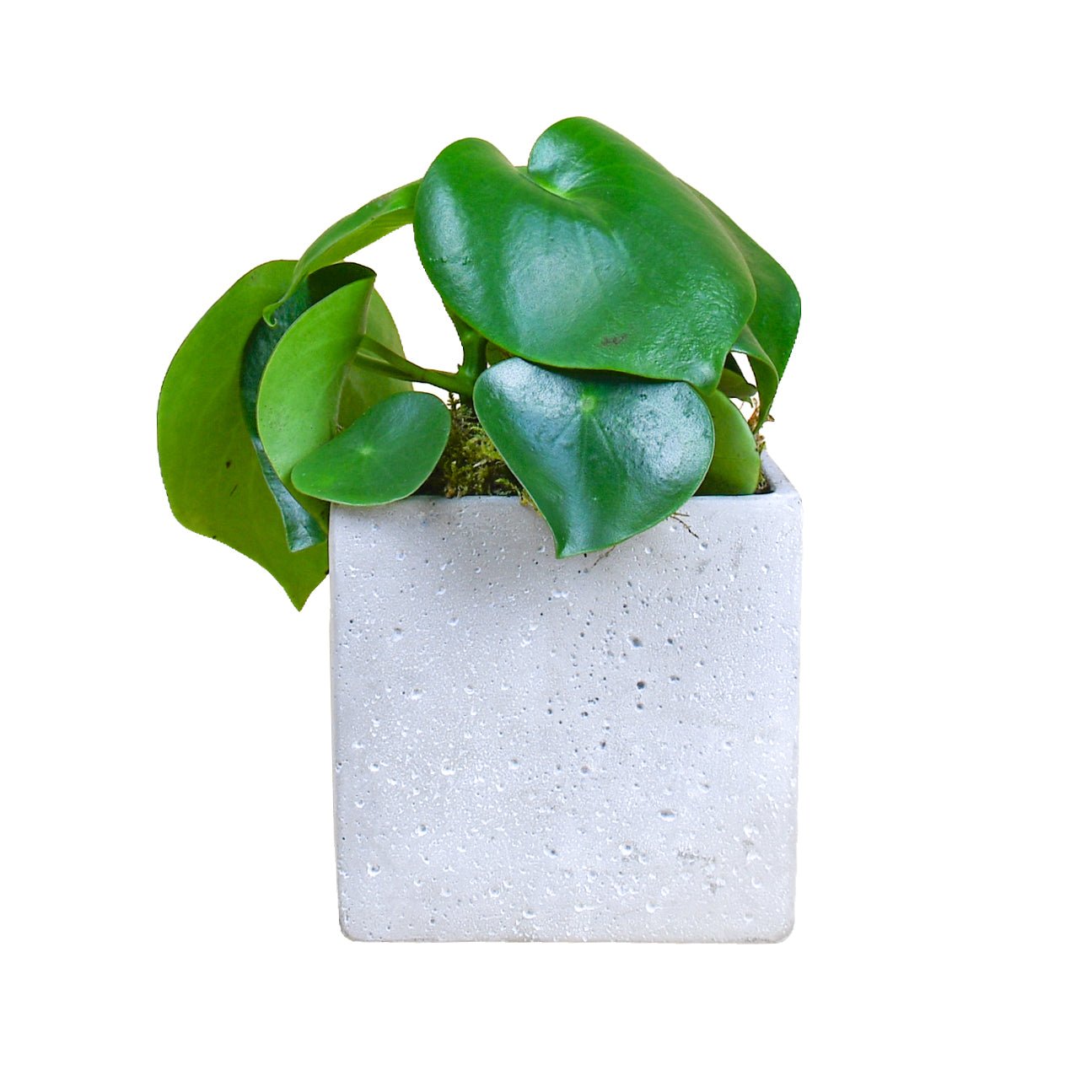 Money Plant - Flowers & Plants Co