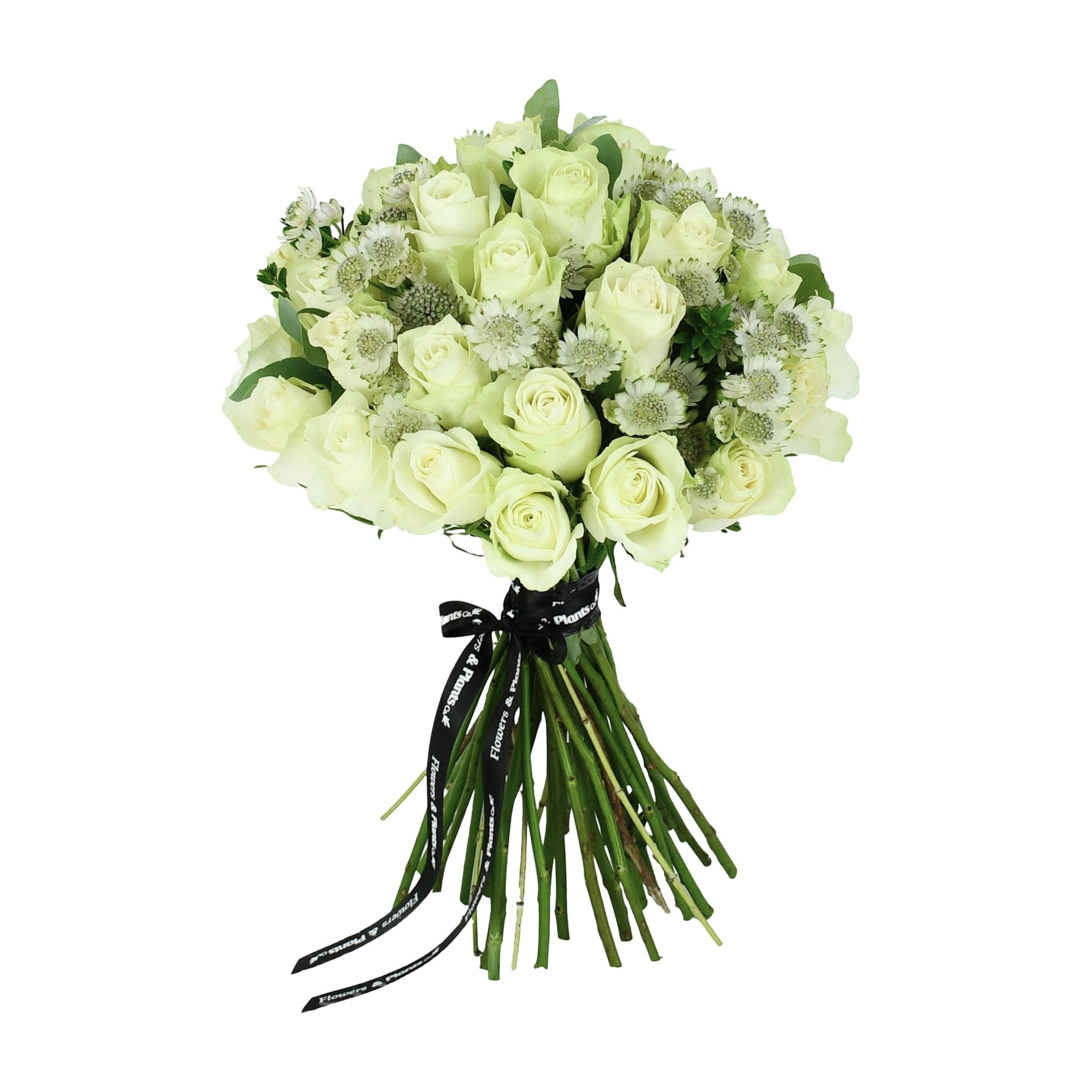 Moonlight - Flowers & Plants Co