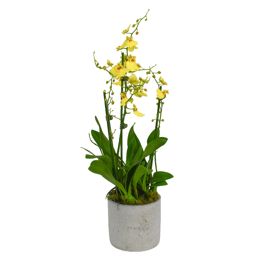 Oncidium Orchids - Flowers & Plants Co