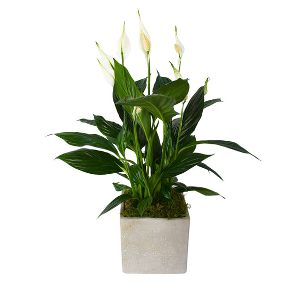 Peace Lily - Flowers & Plants Co
