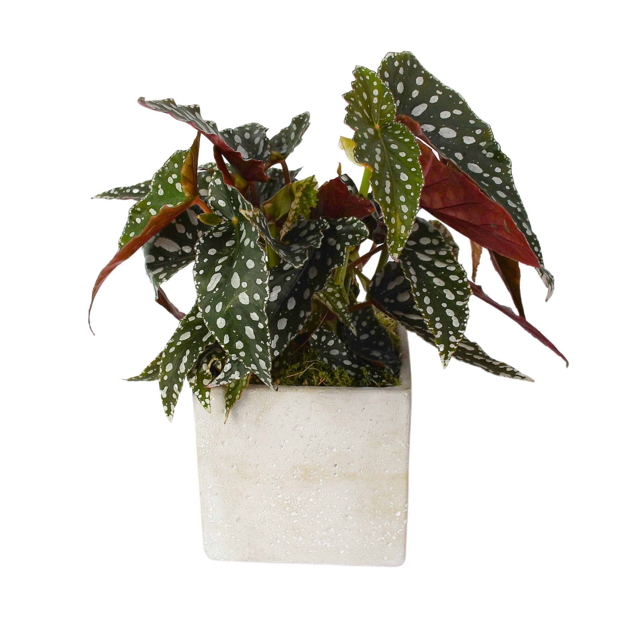 Polka Dot Begonia - Flowers & Plants Co