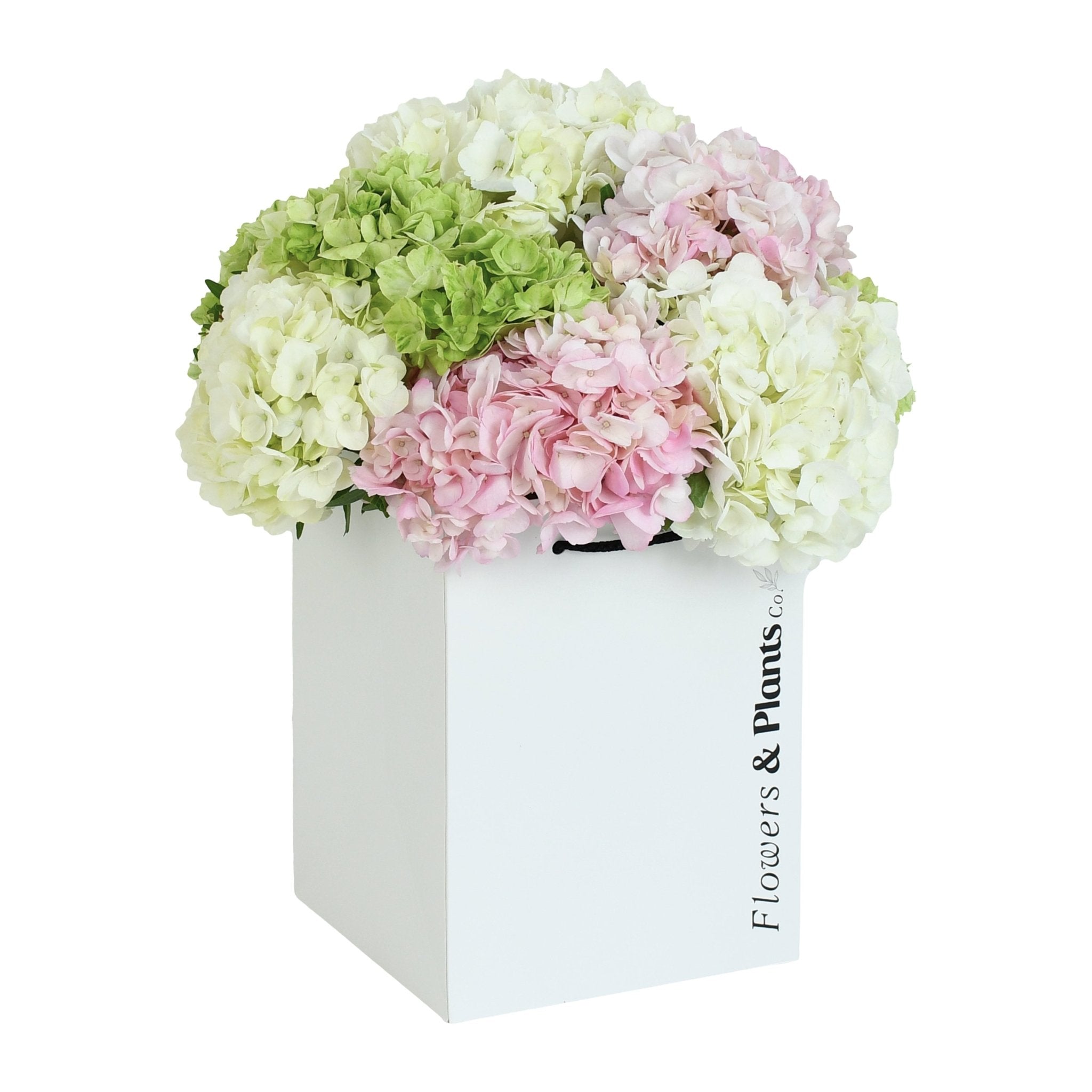 Rain in Colours - Flowers & Plants Co