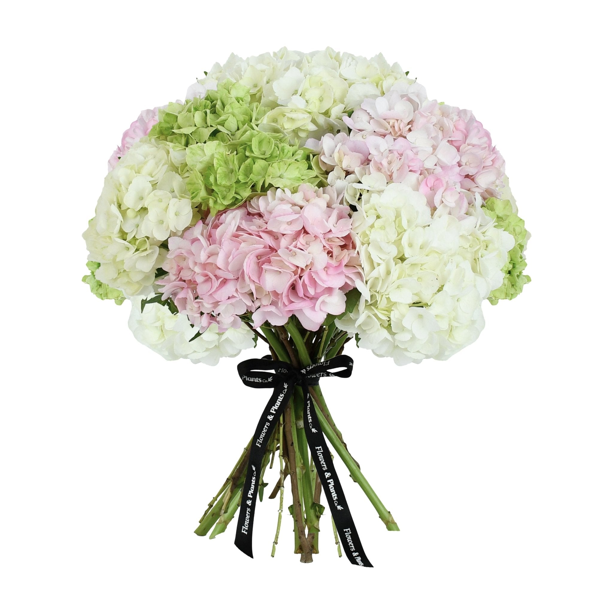 Rain in Colours - Flowers & Plants Co