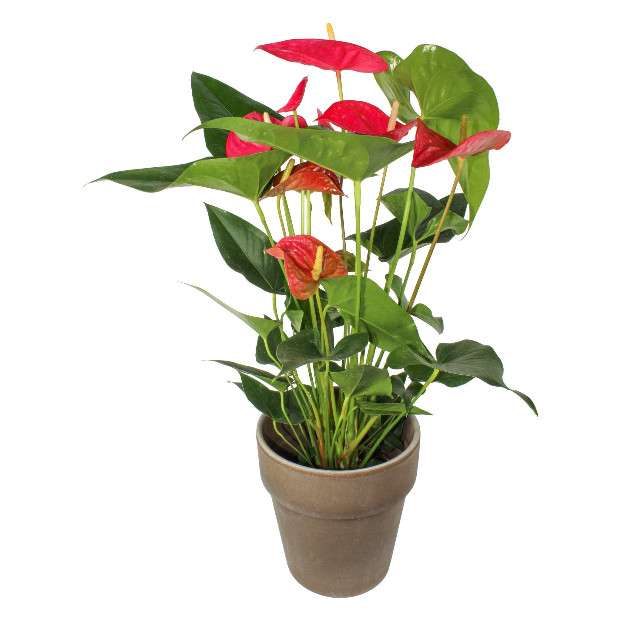Red Anthurium - Flowers & Plants Co