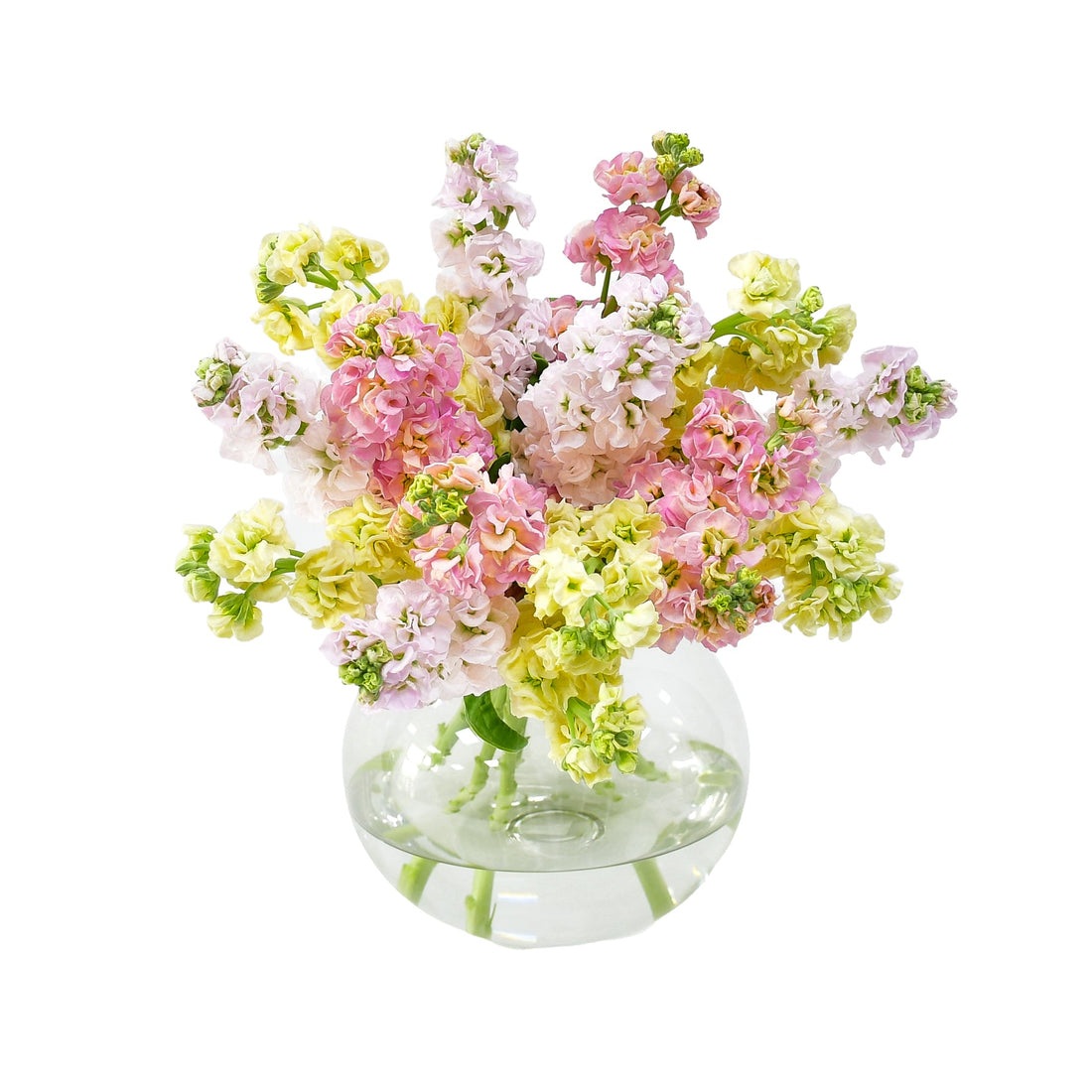 Sweet Stocks - Flowers & Plants Co