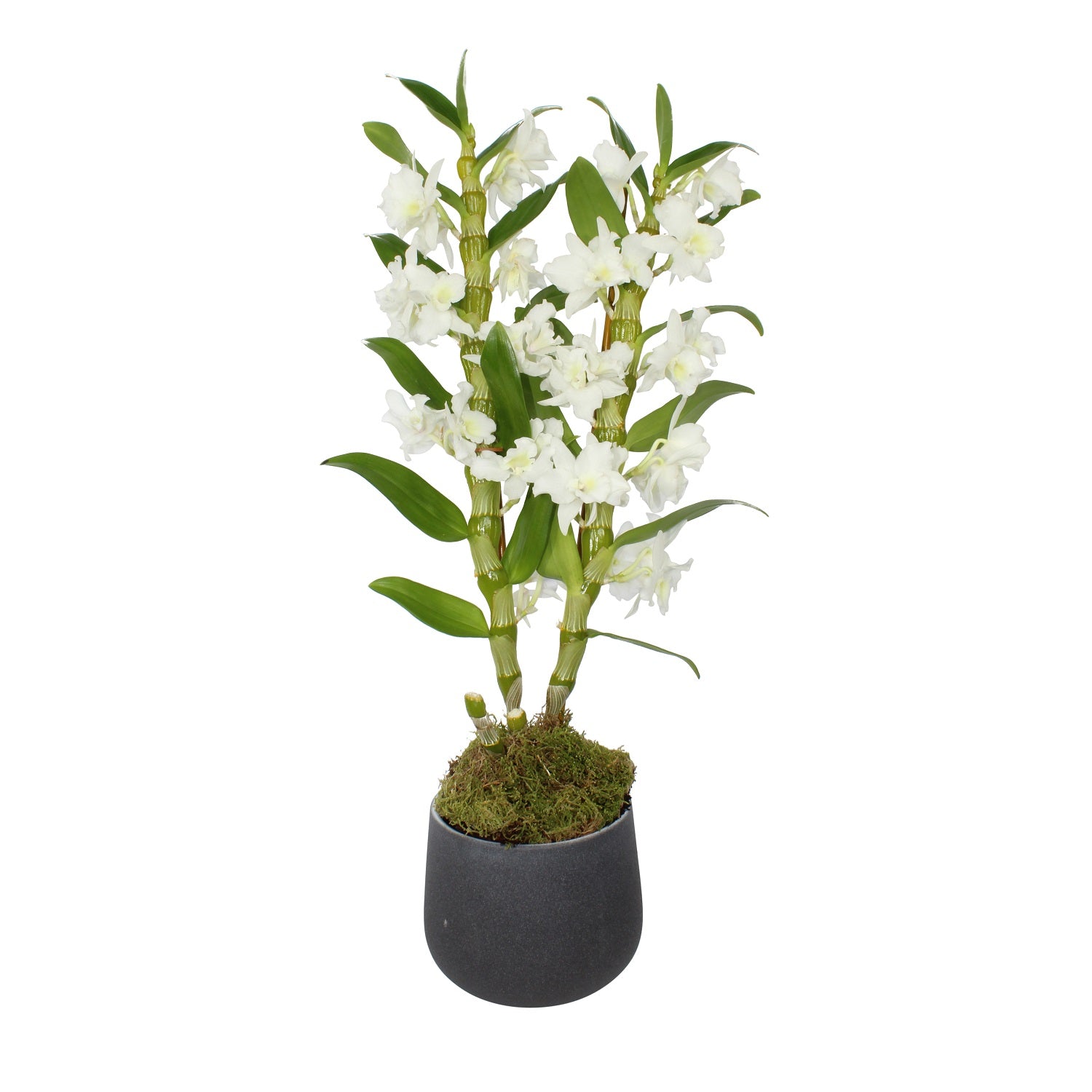 White Dendrobium in a dark pot