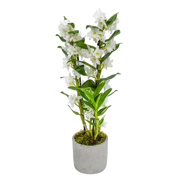 White Dendrobium - Flowers & Plants Co