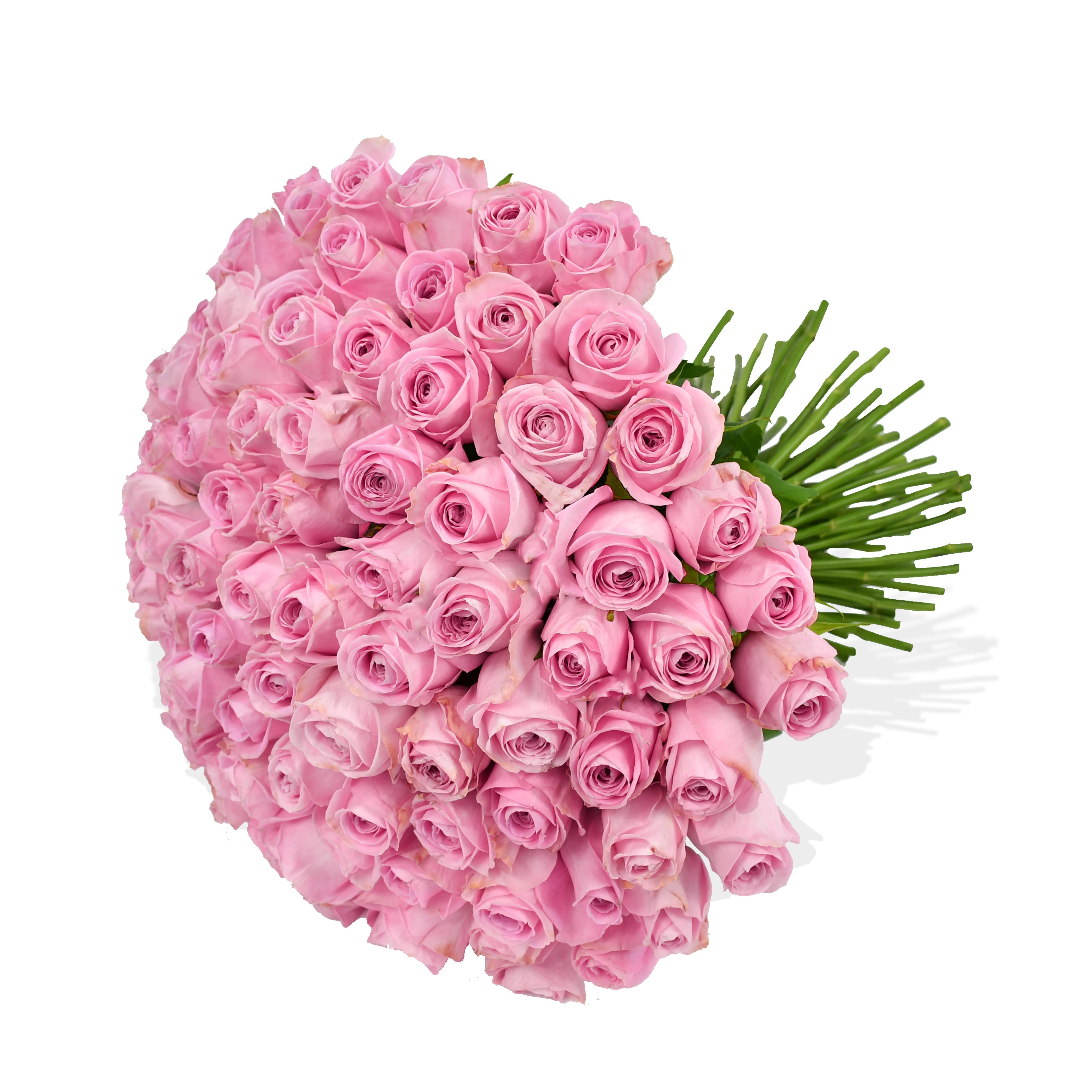 Pink Rose Passion Roses Flowers & Plants Co