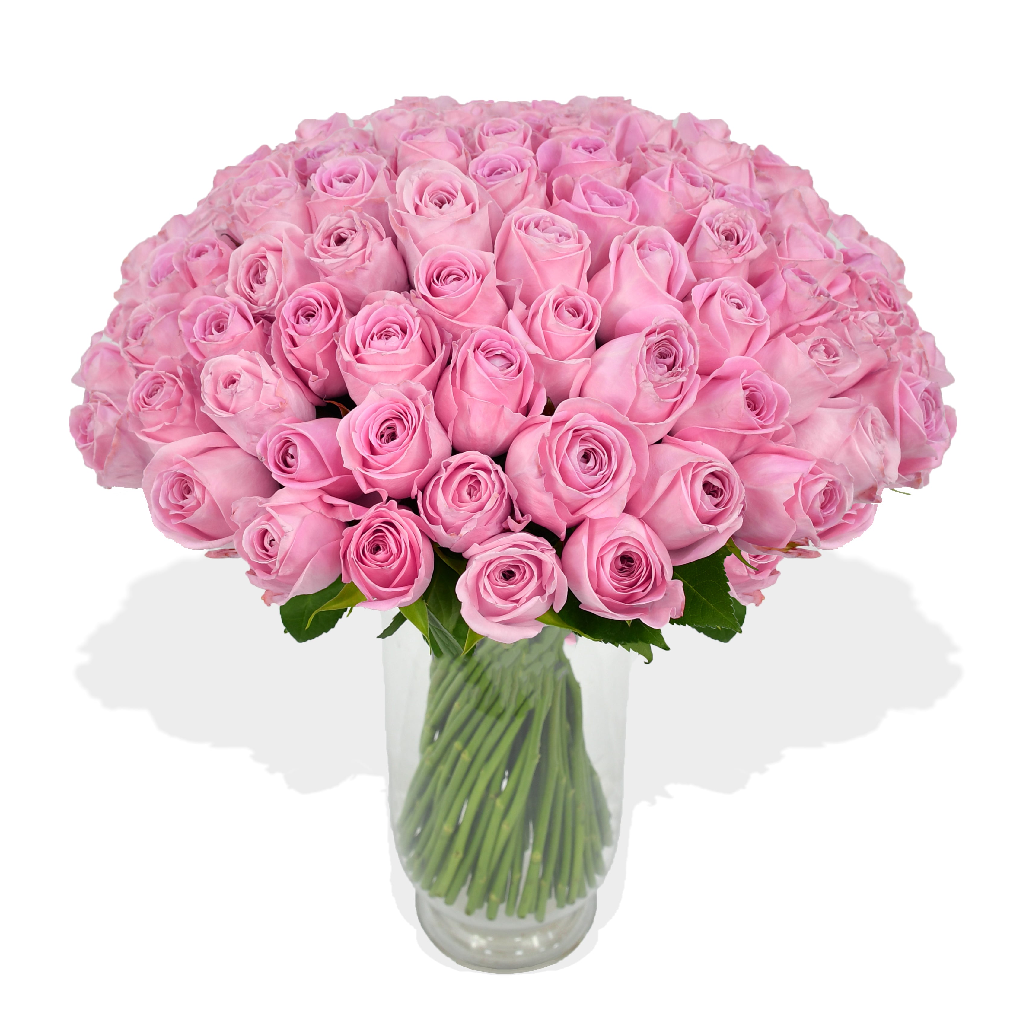Pink Rose Passion Roses Flowers & Plants Co
