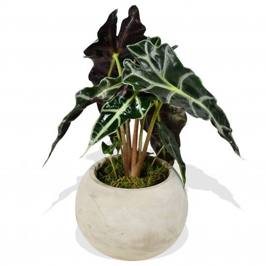 Alocasia Amazonica - Flowers & Plants Co
