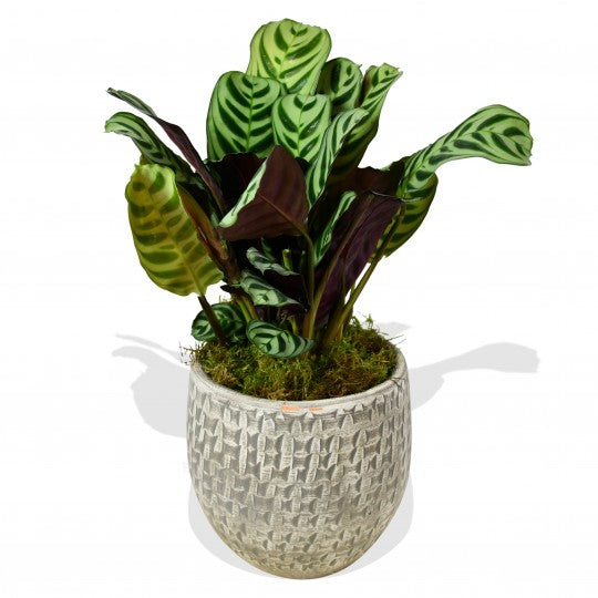 Calathea &