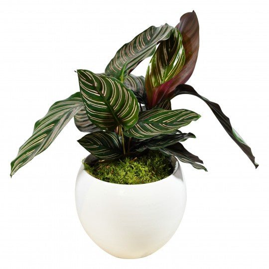 Calathea Sanderiana - Flowers & Plants Co