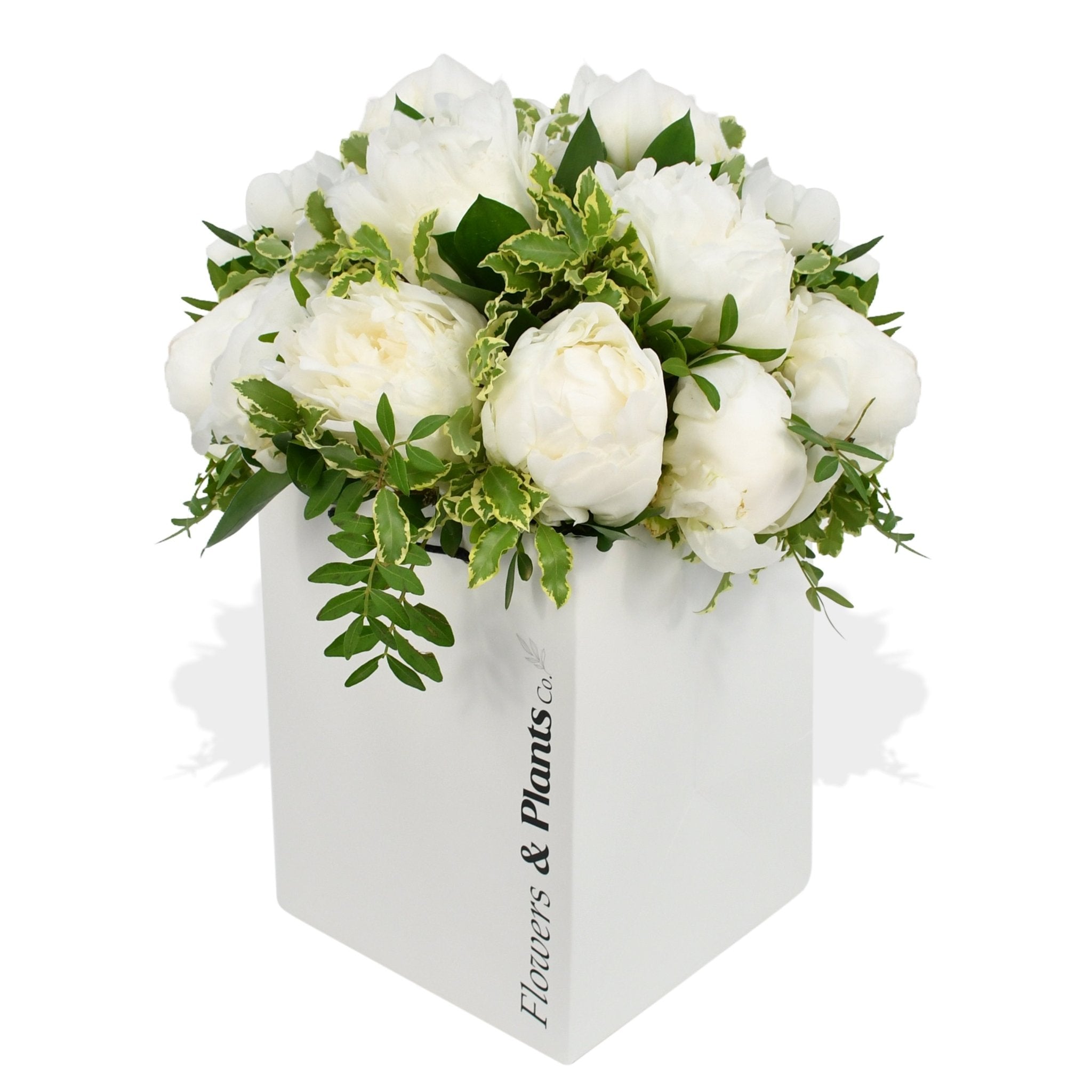 Cloud Nine - Flowers & Plants Co