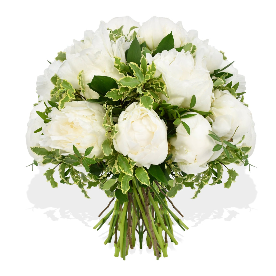 Cloud Nine - Flowers & Plants Co