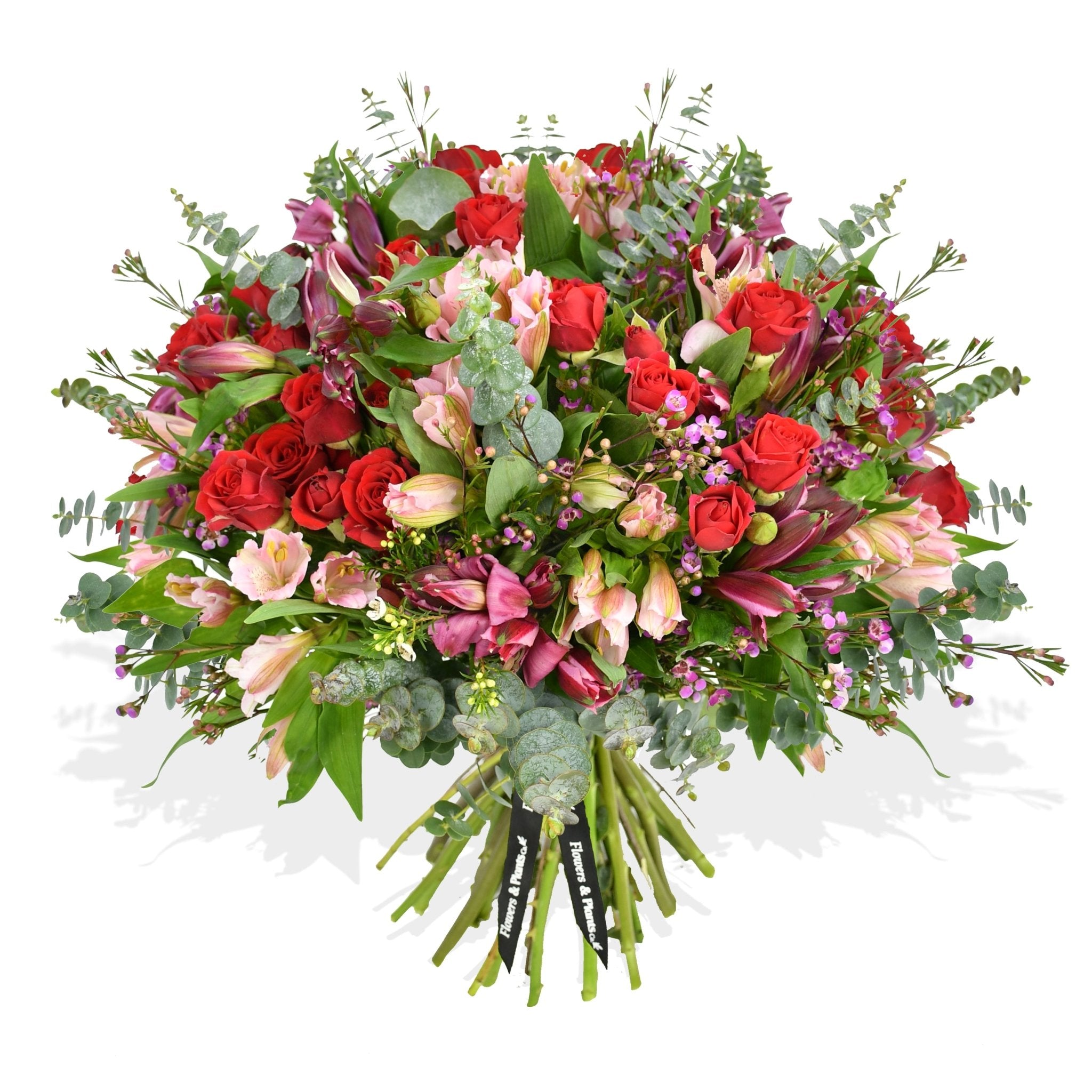 Dream Girl - Flowers & Plants Co