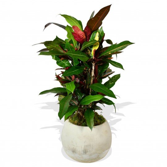 Garden Croton &