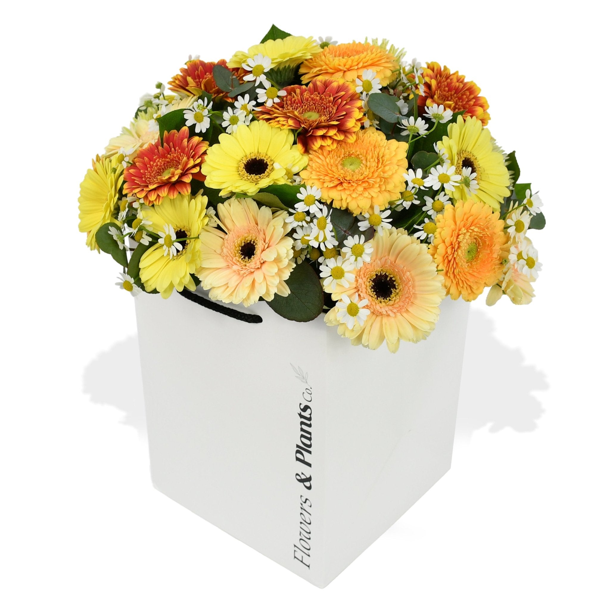 Gerbera Mix - Flowers & Plants Co
