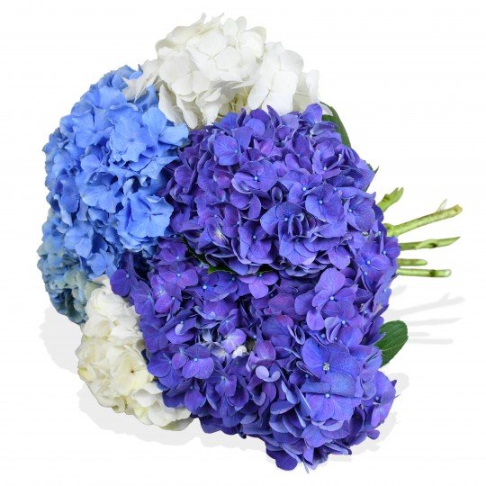 Happy Hydrangeas - Flowers & Plants Co