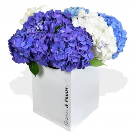 Happy Hydrangeas - Flowers & Plants Co