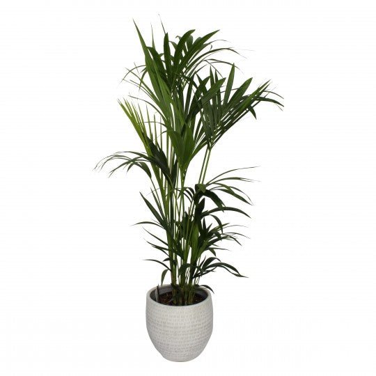 Kentia Palm In a Pot - Flowers & Plants Co