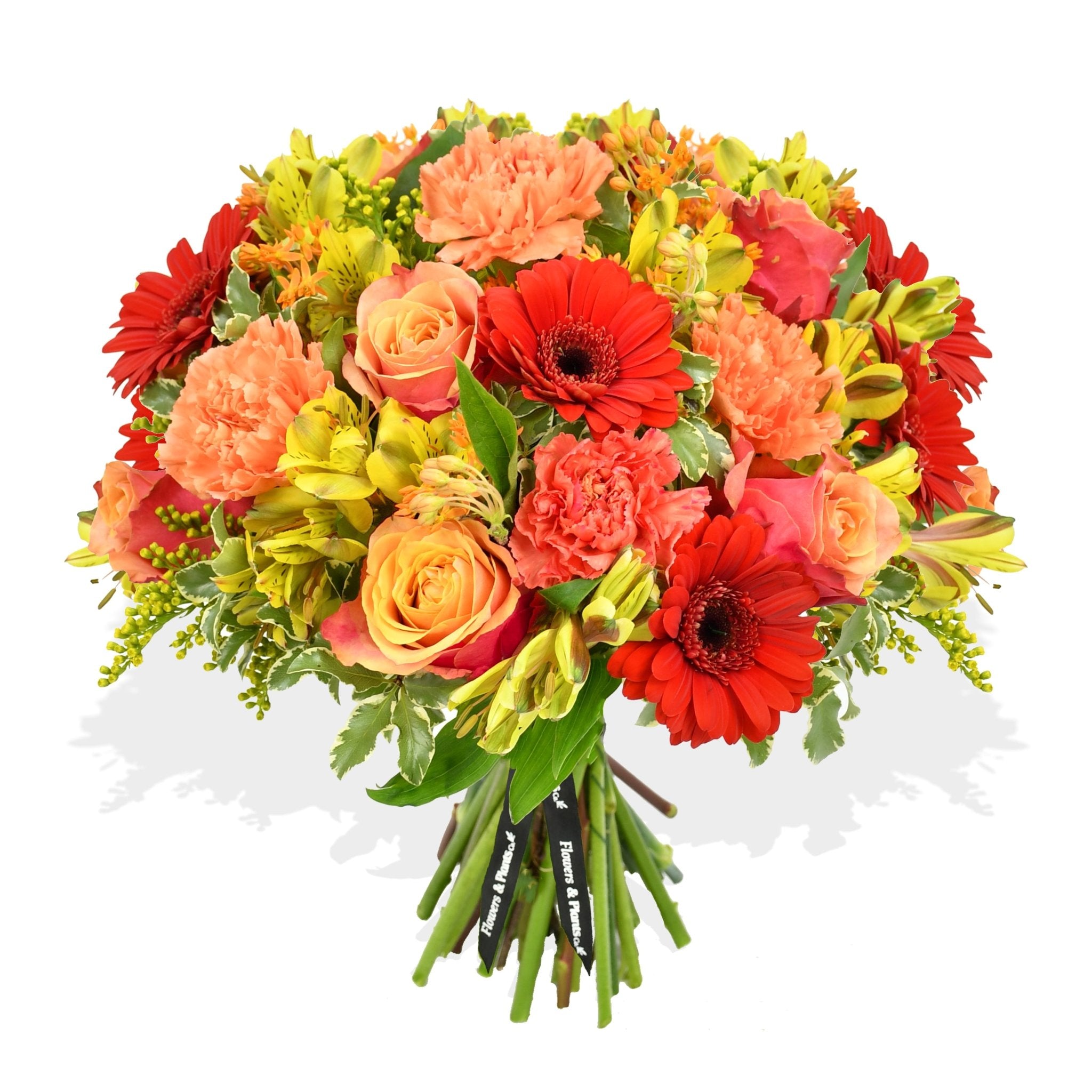 Peach Melba - Flowers & Plants Co