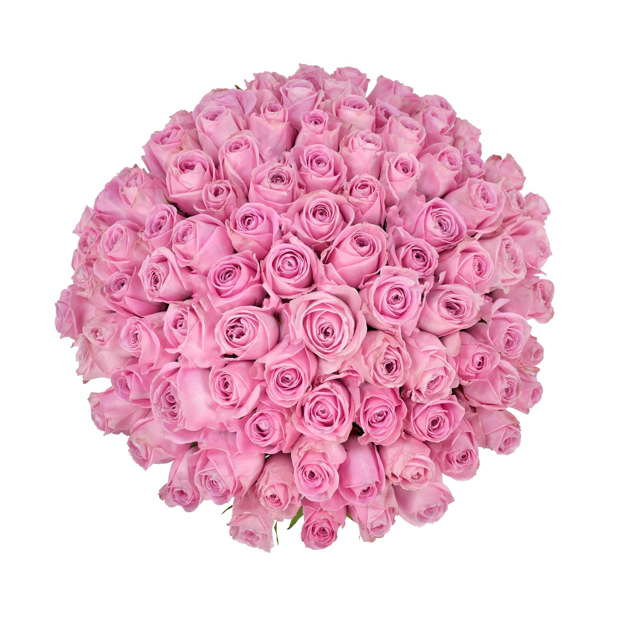 Pink Rose Passion - Flowers & Plants Co