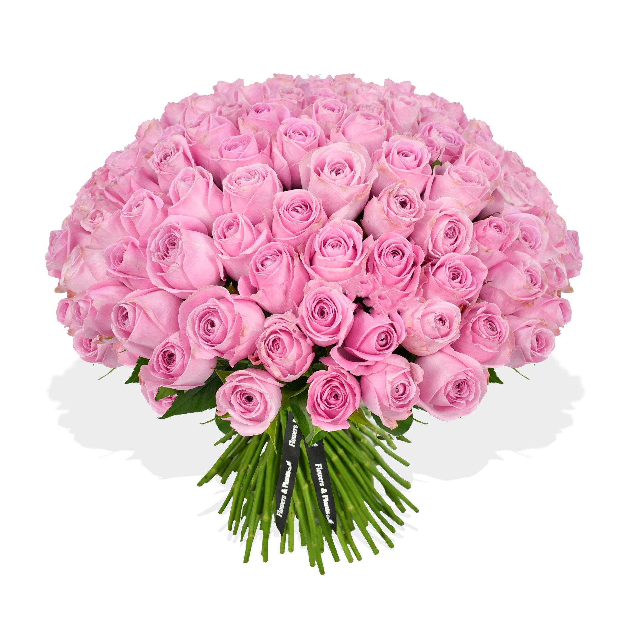 Pink Rose Passion - Flowers & Plants Co