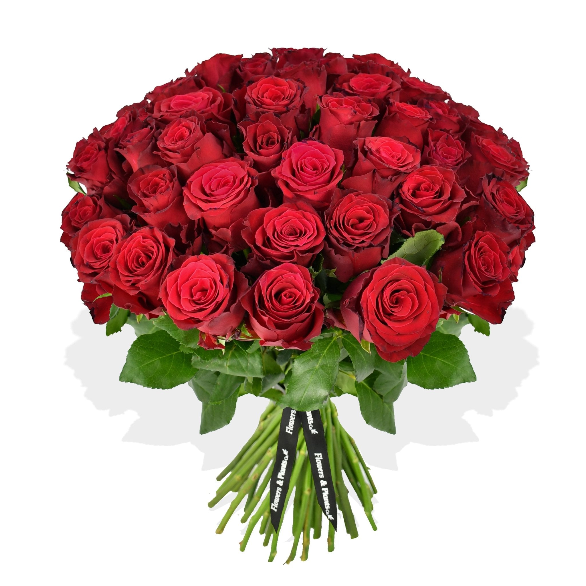 Red Red Rose - Flowers & Plants Co