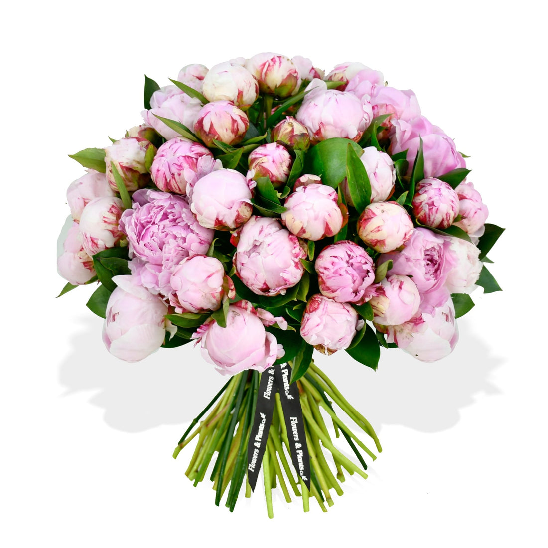 Sarah Bernhardt - Flowers & Plants Co