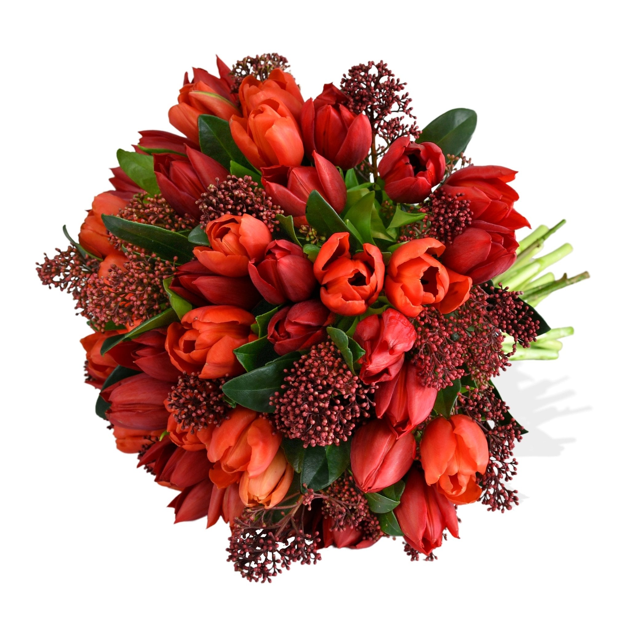 Tulips & Skimmia - Flowers & Plants Co
