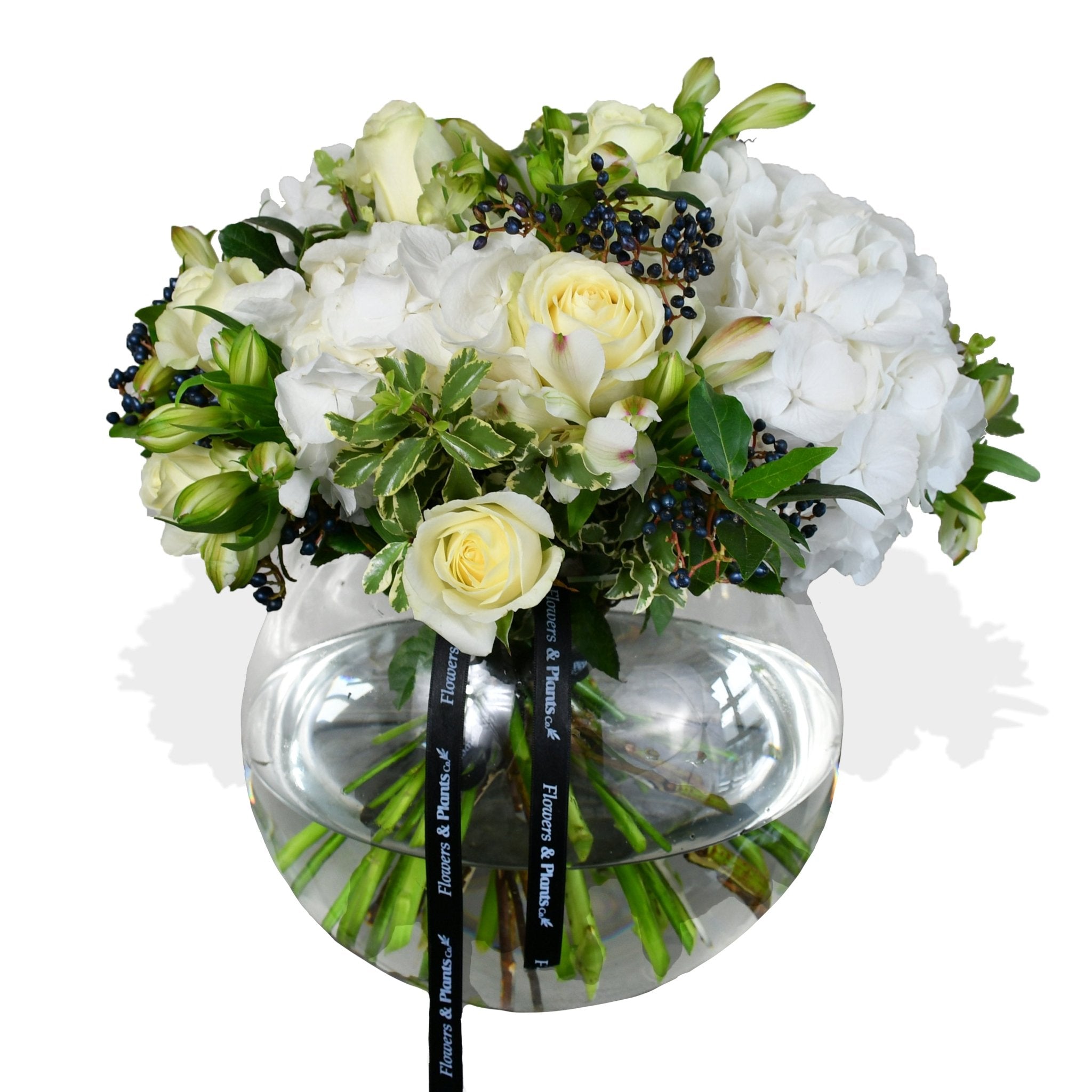 White Pearl - Flowers & Plants Co