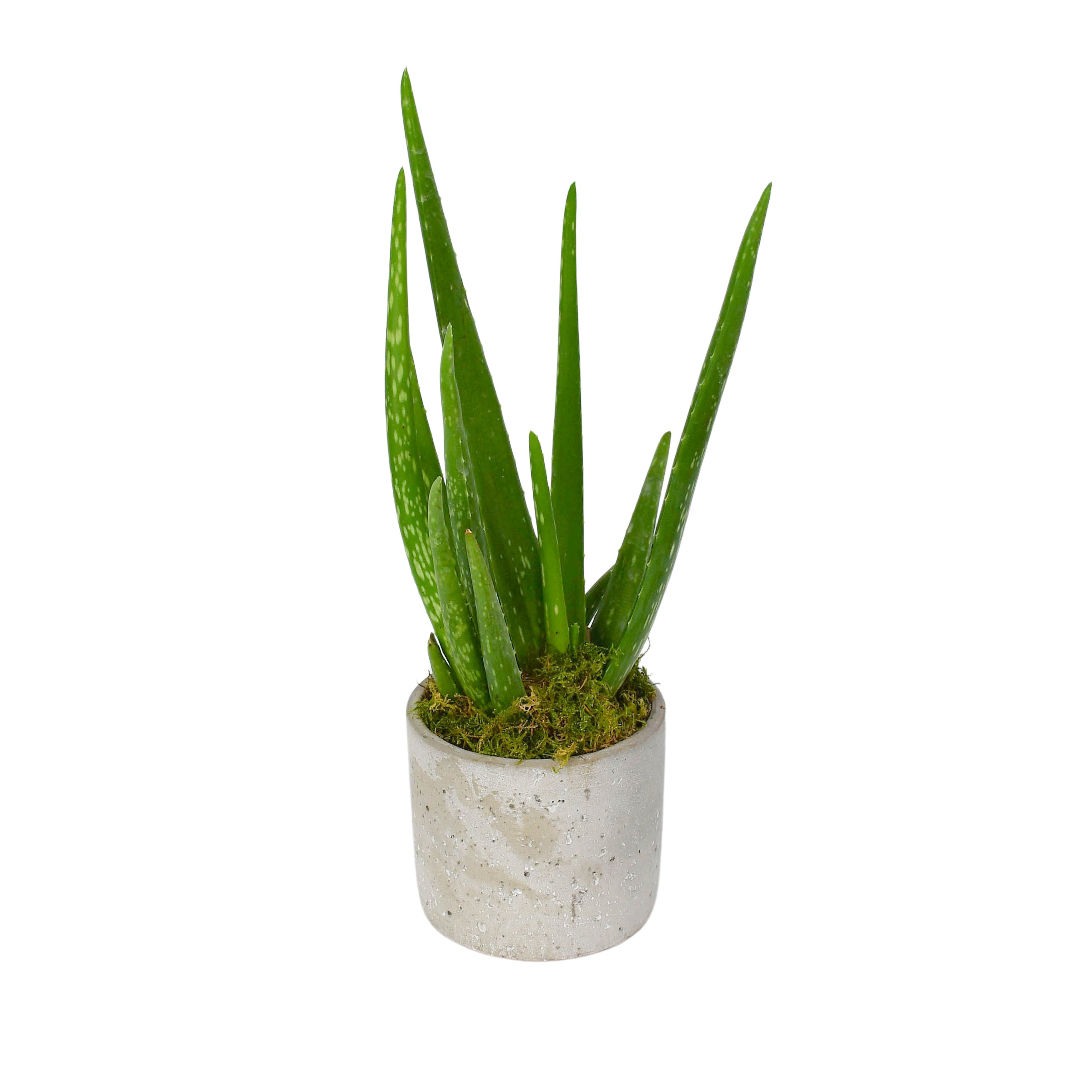 Aloe Vera