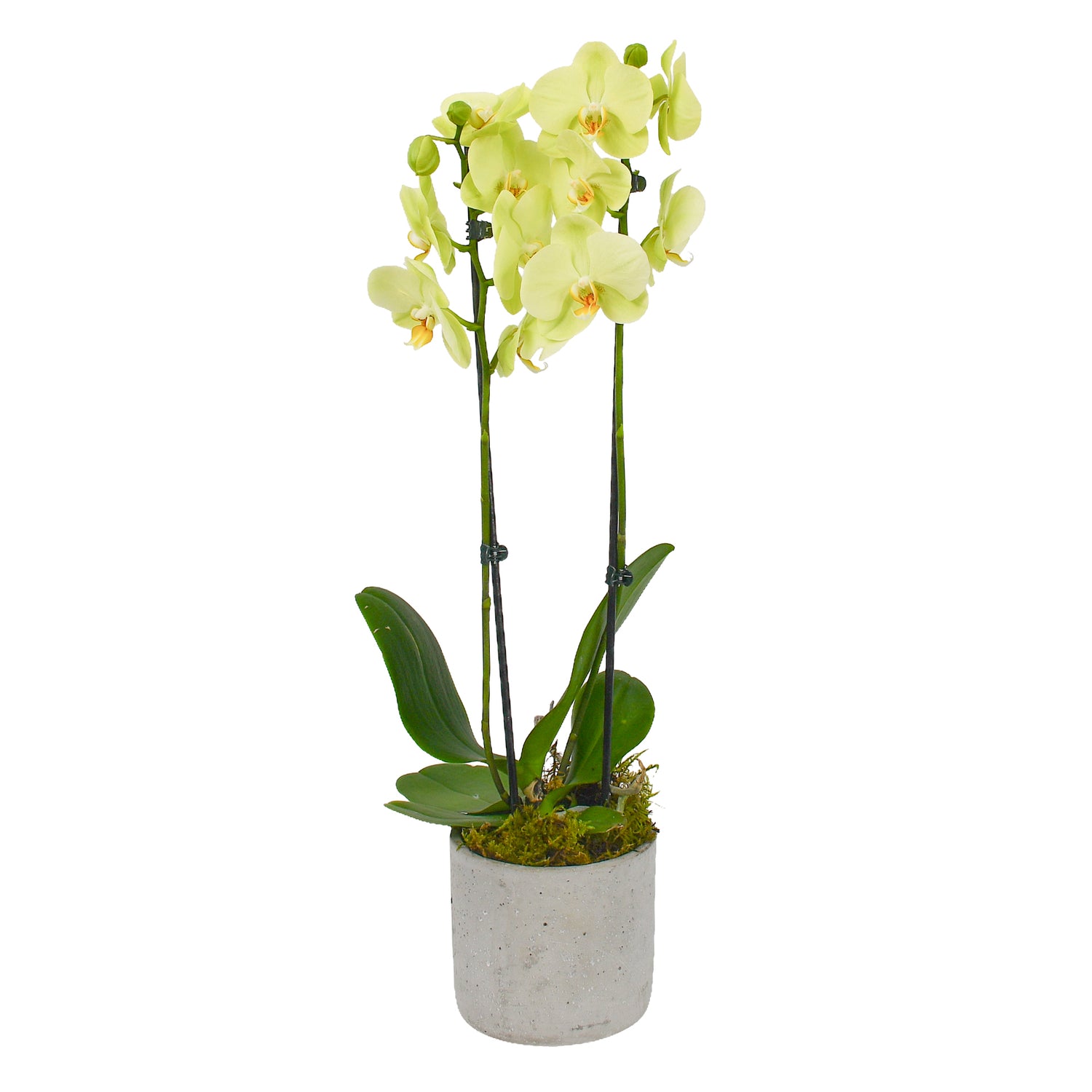 Lime Green Orchids