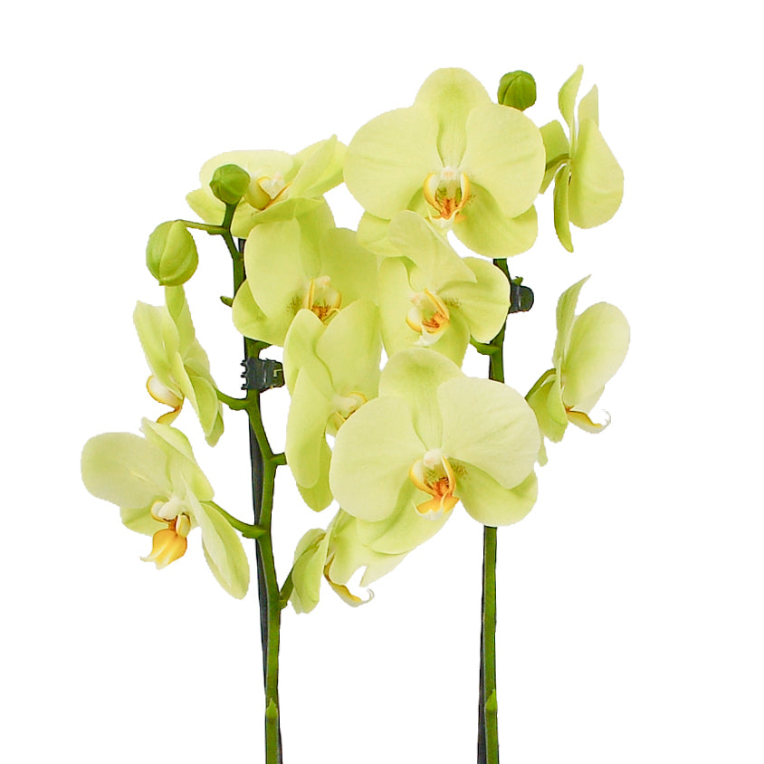 Lime Green Orchids