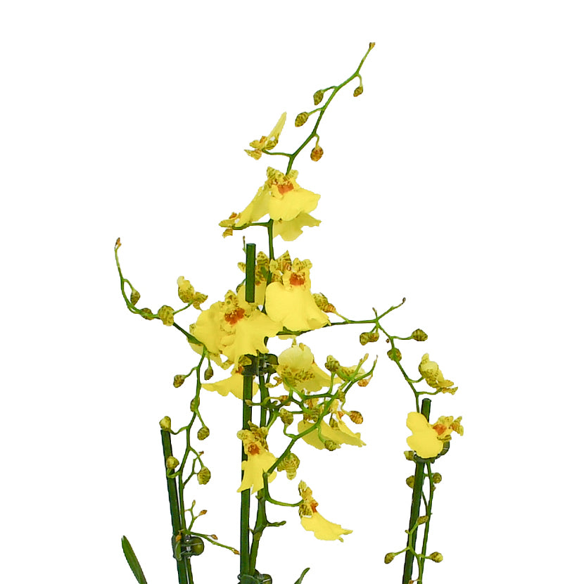 Oncidium Orchids