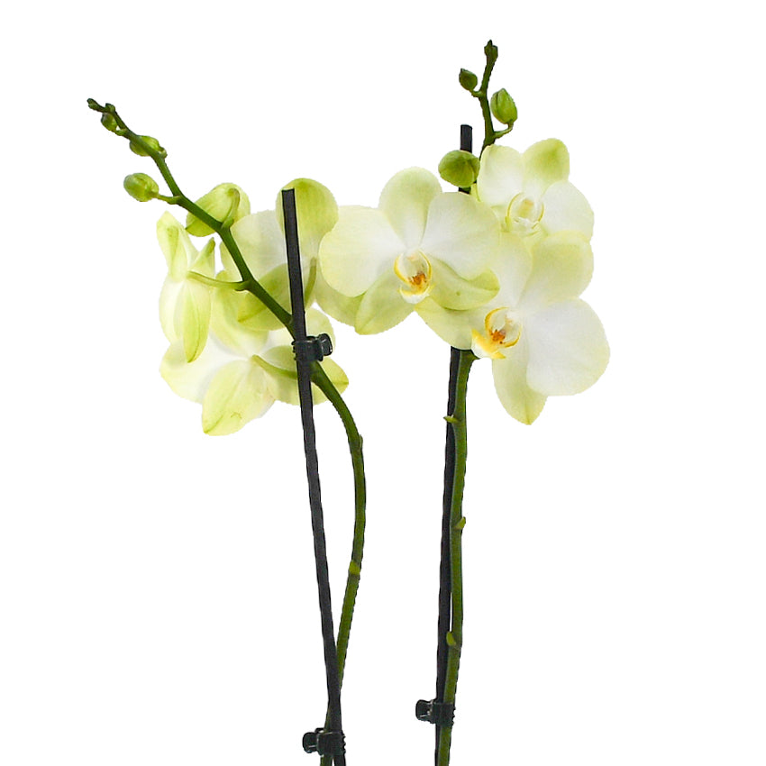 Pale Green Orchids
