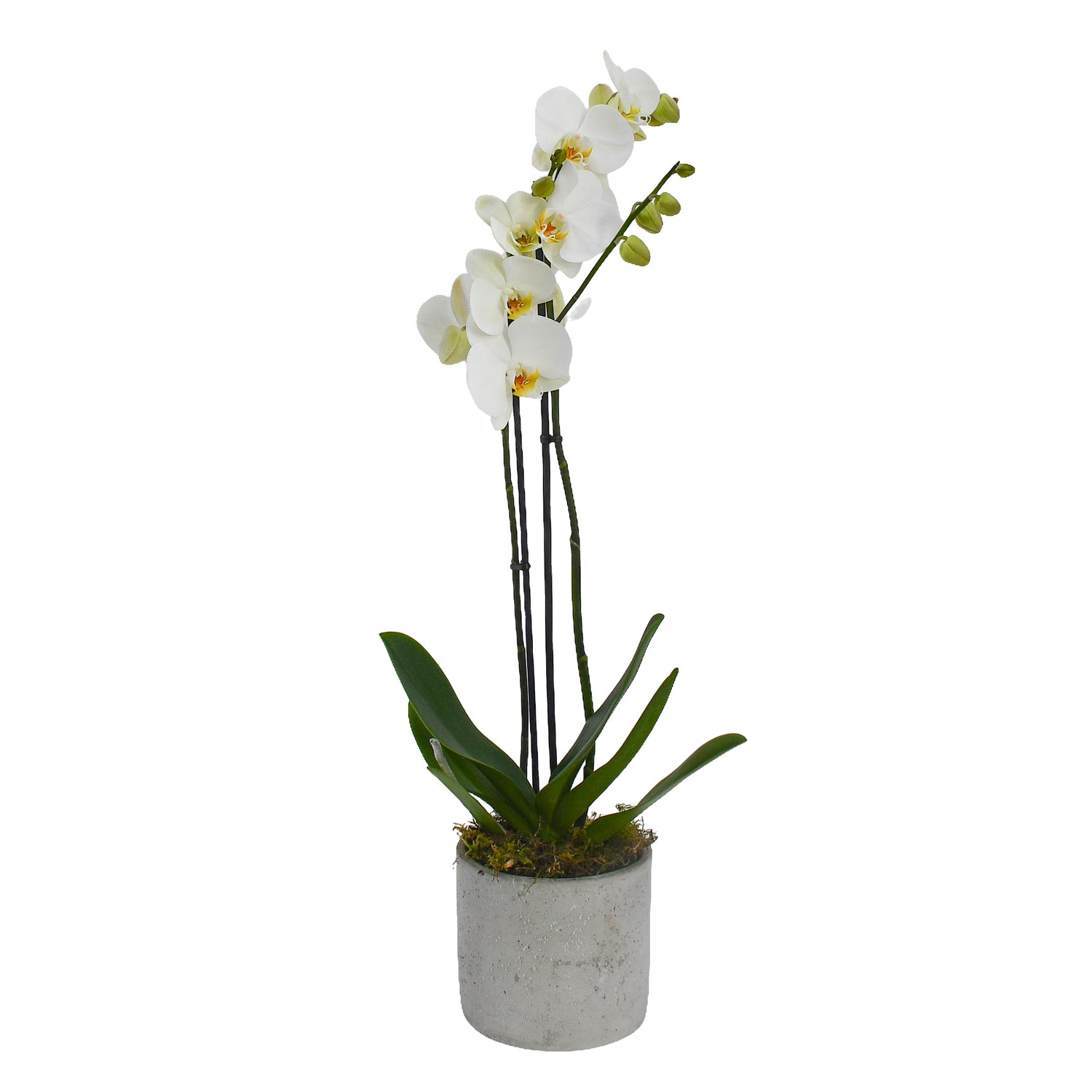 Large White Orchids