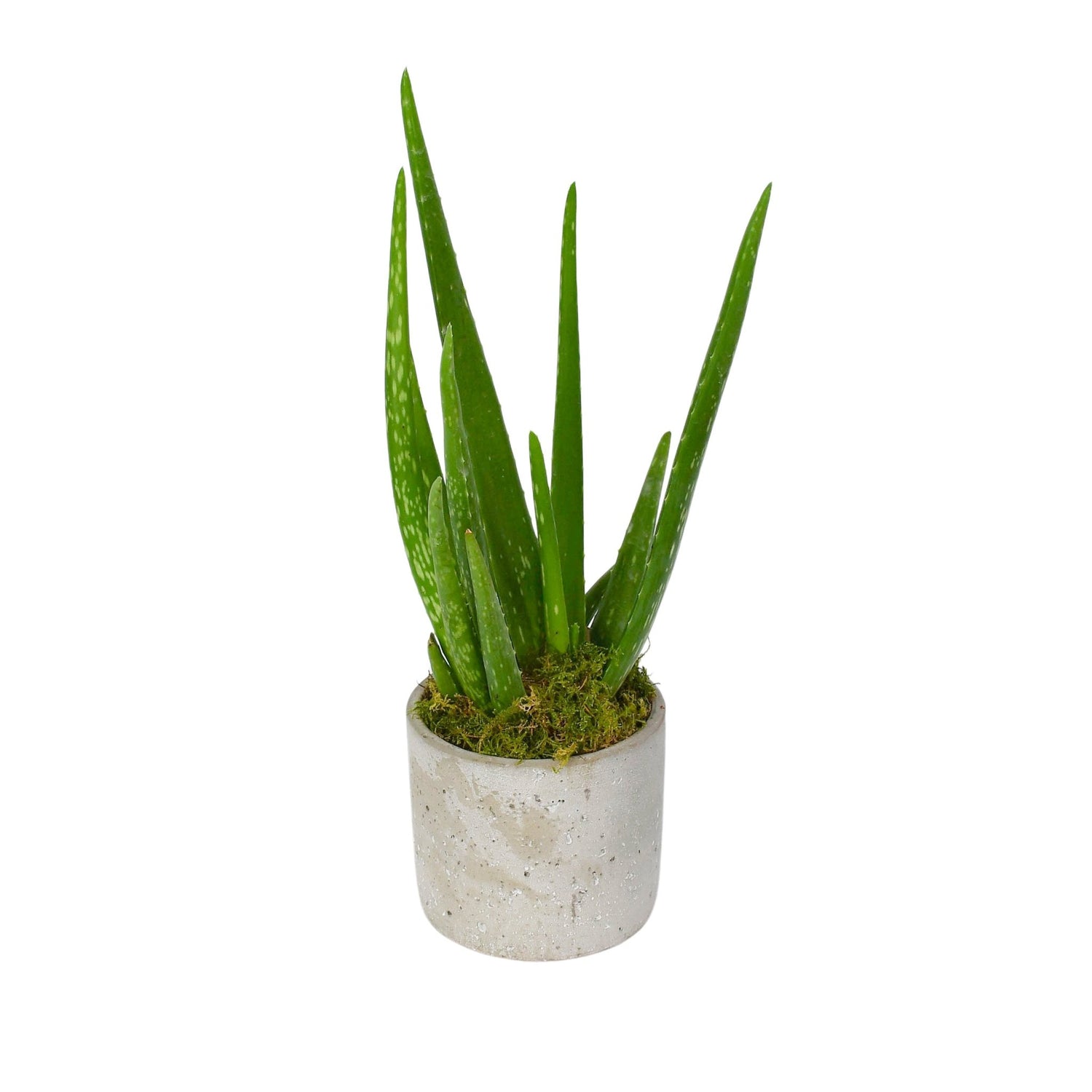 Aloe Vera - Flowers &amp; Plants Co