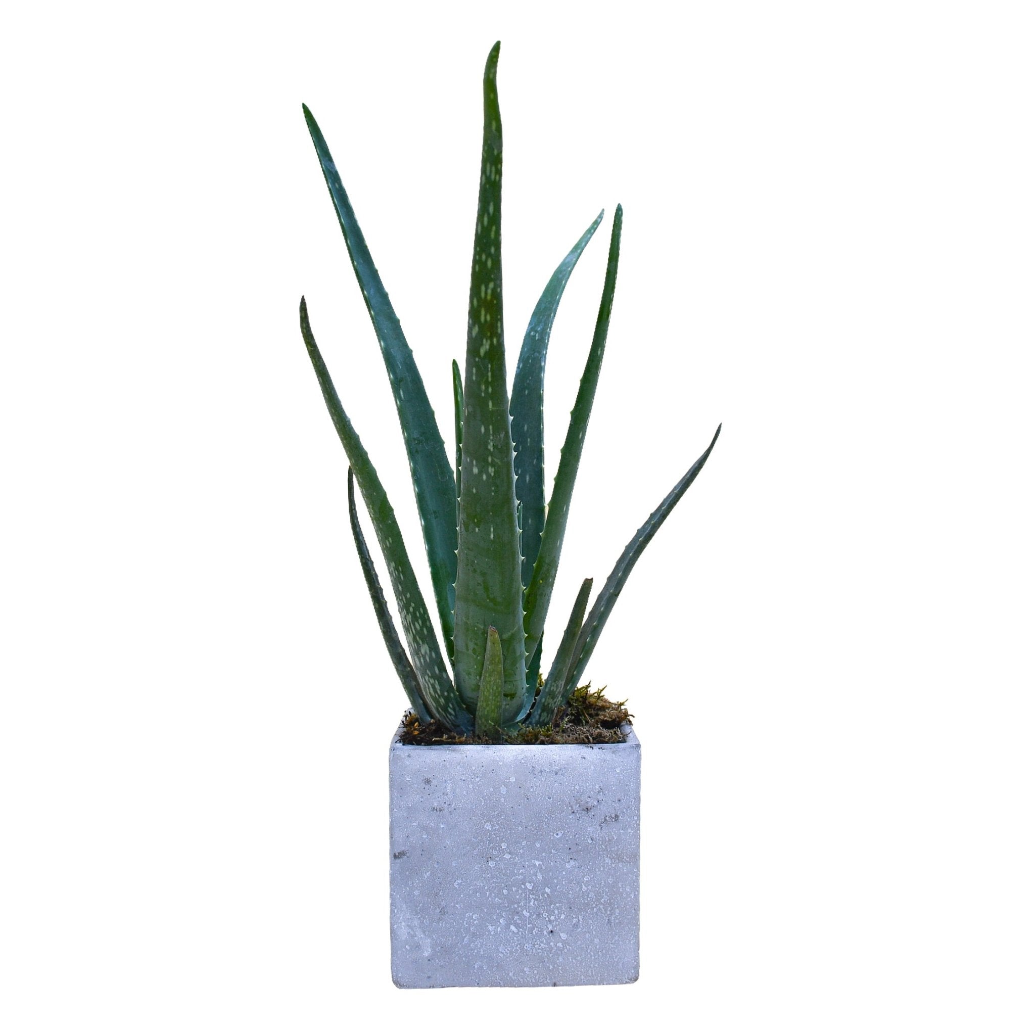 Aloe Vera - Flowers &amp; Plants Co