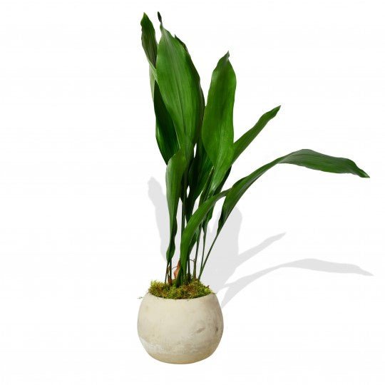 Aspidistra Elatior - Flowers &amp; Plants Co