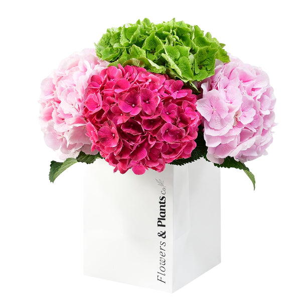 Bold & Bright - Flowers & Plants Co